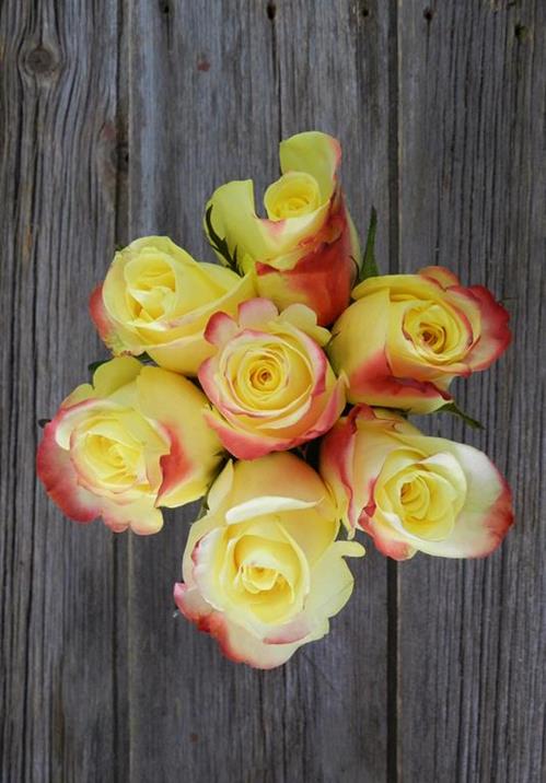 HOT MERENGUE  BICOLOR YELLOW/PINK ROSES